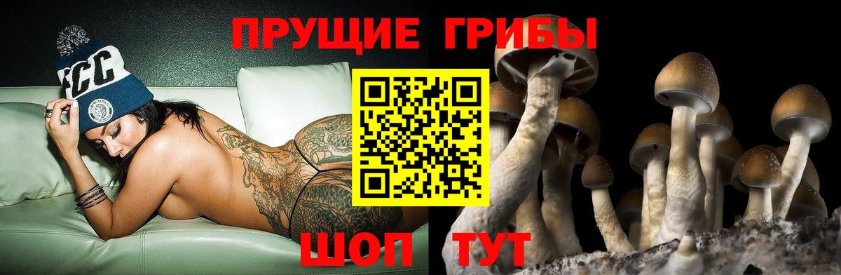 Псилоцибиновые грибы Cubensis  купить наркотик  Губкин  Галлюциногенные грибы прущие грибы 